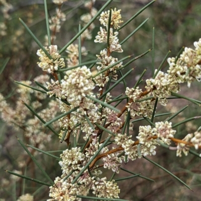 Hakea microcarpa (Small-fruit Hakea) at Lions Youth Haven - Westwood Farm A.C.T. - 13 Oct 2023 by HelenCross