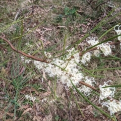 Hakea microcarpa at Tuggeranong, ACT - 14 Oct 2023