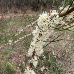 Hakea microcarpa at Tuggeranong, ACT - 14 Oct 2023 10:29 AM