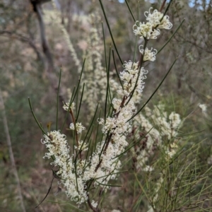 Hakea microcarpa at Tuggeranong, ACT - 14 Oct 2023 10:29 AM