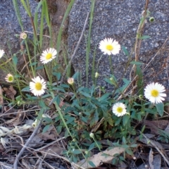 Erigeron karvinskianus (Seaside Daisy) at Belconnen, ACT - 13 Oct 2023 by CathB