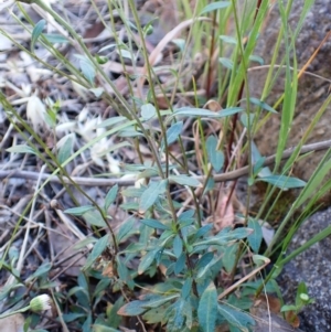 Erigeron karvinskianus at Belconnen, ACT - 13 Oct 2023