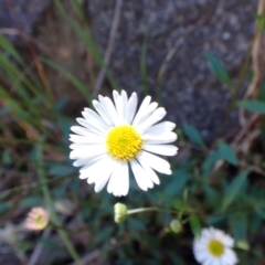 Erigeron karvinskianus at Belconnen, ACT - 13 Oct 2023