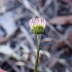 Erigeron karvinskianus at Belconnen, ACT - 13 Oct 2023