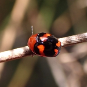 Ditropidus pulchellus at Belconnen, ACT - 13 Oct 2023