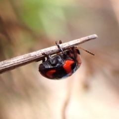 Ditropidus pulchellus at Belconnen, ACT - 13 Oct 2023