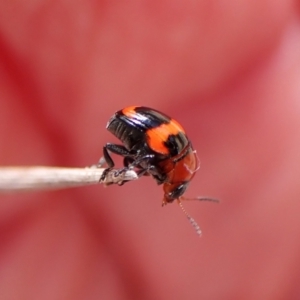 Ditropidus pulchellus at Belconnen, ACT - 13 Oct 2023