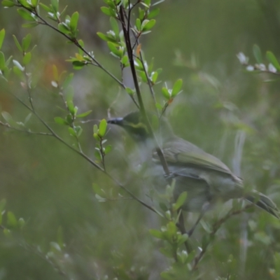 Caligavis chrysops (Yellow-faced Honeyeater) at Denman Prospect, ACT - 14 Oct 2023 by JimL