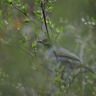 Caligavis chrysops (Yellow-faced Honeyeater) at Piney Ridge - 13 Oct 2023 by JimL