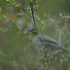 Caligavis chrysops (Yellow-faced Honeyeater) at Denman Prospect, ACT - 13 Oct 2023 by JimL