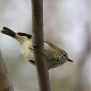 Acanthiza lineata at Denman Prospect, ACT - 14 Oct 2023