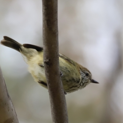 Acanthiza lineata (Striated Thornbill) at Denman Prospect, ACT - 14 Oct 2023 by JimL