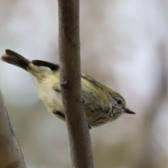 Acanthiza lineata (Striated Thornbill) at Piney Ridge - 13 Oct 2023 by JimL