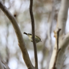 Acanthiza lineata at Denman Prospect, ACT - 14 Oct 2023