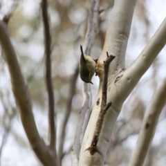 Acanthiza lineata at Denman Prospect, ACT - 14 Oct 2023 08:34 AM