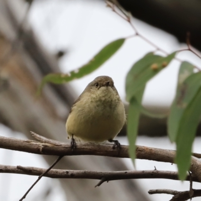 Acanthiza reguloides (Buff-rumped Thornbill) at Block 402 - 13 Oct 2023 by JimL