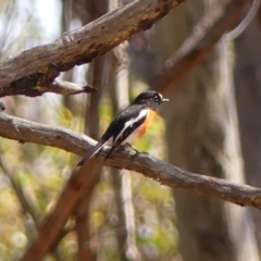 Petroica boodang (Scarlet Robin) at Wattle Ridge, NSW - 10 Oct 2023 by Curiosity