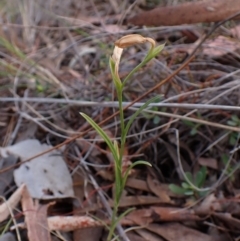 Bunochilus umbrinus (ACT) = Pterostylis umbrina (NSW) (Broad-sepaled Leafy Greenhood) by CathB