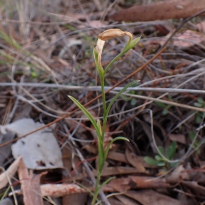 Bunochilus umbrinus (Broad-sepaled Leafy Greenhood) at Aranda Bushland - 13 Oct 2023 by CathB