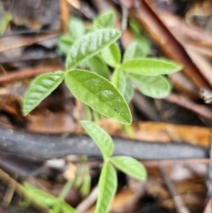 Cullen microcephalum (Dusky Scurf-pea) at Rendezvous Creek, ACT - 12 Oct 2023 by Csteele4