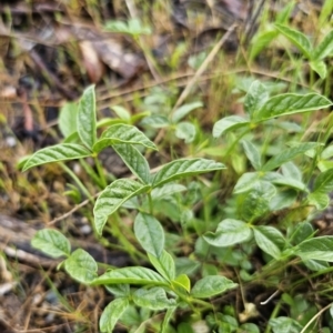 Cullen microcephalum at Rendezvous Creek, ACT - 12 Oct 2023