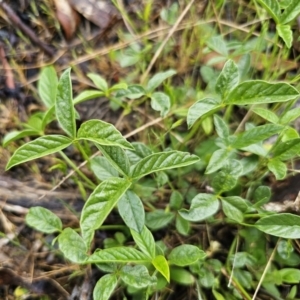 Cullen microcephalum at Rendezvous Creek, ACT - 12 Oct 2023