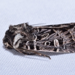 Mamestra dictyota (Well-marked Armyworm) at QPRC LGA - 9 Oct 2023 by DianneClarke