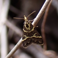 Scoparia spelaea (a Crambid moth) at Belconnen, ACT - 13 Oct 2023 by CathB