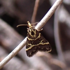 Scoparia spelaea at Belconnen, ACT - 13 Oct 2023