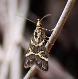 Scoparia spelaea at Belconnen, ACT - 13 Oct 2023 04:08 PM