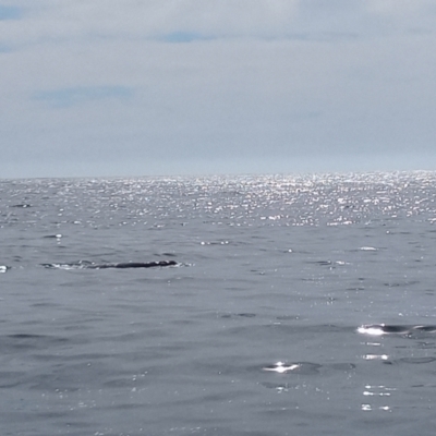 Eubalaena australis (Southern Right Whale) at Merimbula, NSW - 12 Oct 2023 by MichaelBedingfield