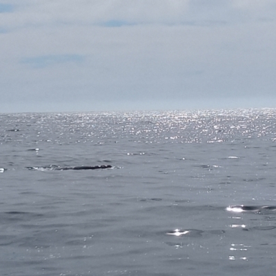 Eubalaena australis (Southern Right Whale) at Merimbula, NSW - 11 Oct 2023 by michaelb