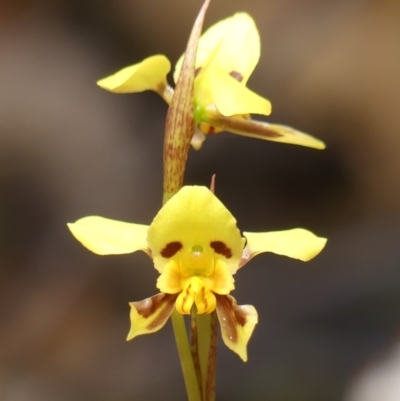 Diuris sulphurea (Tiger Orchid) at Wattle Ridge - 10 Oct 2023 by Curiosity