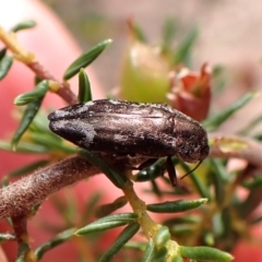 Diphucrania acuducta (Acuducta jewel beetle) at Belconnen, ACT - 13 Oct 2023 by CathB