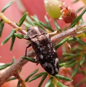 Diphucrania acuducta at Belconnen, ACT - 13 Oct 2023