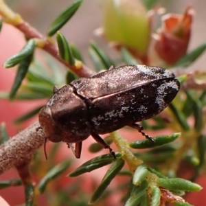 Diphucrania acuducta at Belconnen, ACT - 13 Oct 2023