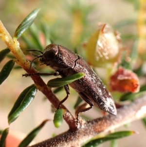 Diphucrania acuducta at Belconnen, ACT - 13 Oct 2023