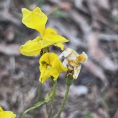 Goodenia pinnatifida (Scrambled Eggs) at Higgins Woodland - 13 Oct 2023 by Untidy