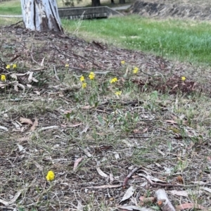 Goodenia pinnatifida at Higgins, ACT - 14 Oct 2023