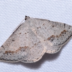 Taxeotis intextata (Looper Moth, Grey Taxeotis) at QPRC LGA - 9 Oct 2023 by DianneClarke