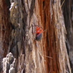 Unidentified Other web-building spider at Wattle Ridge, NSW - 11 Oct 2023 by Curiosity