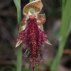 Calochilus robertsonii (Beard Orchid) at Chiltern-Mt Pilot National Park - 10 Oct 2023 by AnneG1