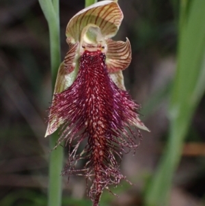 Calochilus robertsonii at Chiltern, VIC - 10 Oct 2023