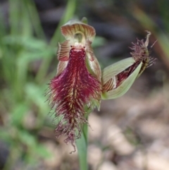 Calochilus robertsonii at Chiltern, VIC - 10 Oct 2023