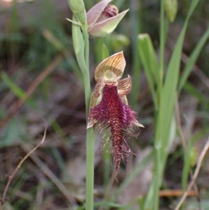 Calochilus robertsonii at Chiltern, VIC - 10 Oct 2023