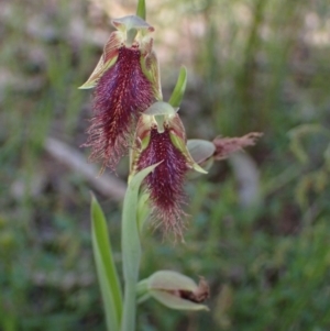 Calochilus robertsonii at Chiltern, VIC - 10 Oct 2023