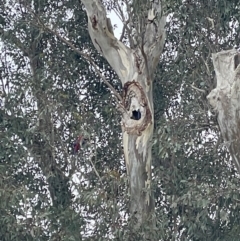 Platycercus elegans at Kambah, ACT - 14 Oct 2023 10:48 AM