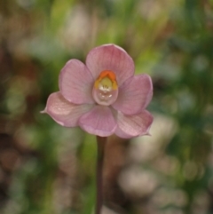 Thelymitra rubra (Salmon Sun Orchid) at Chiltern, VIC - 10 Oct 2023 by AnneG1