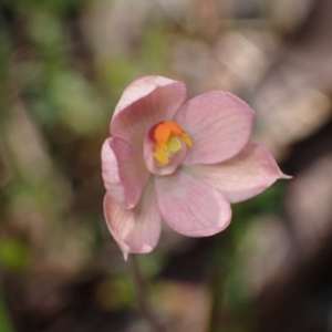 Thelymitra rubra at Chiltern, VIC - suppressed