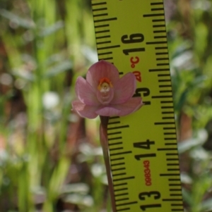 Thelymitra rubra at Chiltern, VIC - suppressed